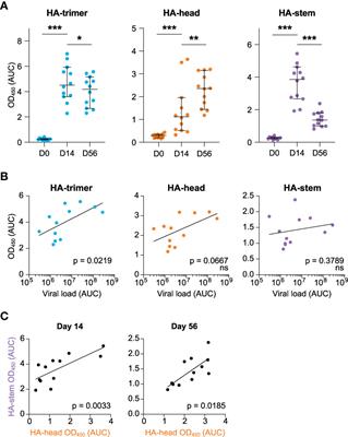 Primary antibody response after influenza virus infection is first dominated by low-mutated HA-stem antibodies followed by higher-mutated HA-head antibodies